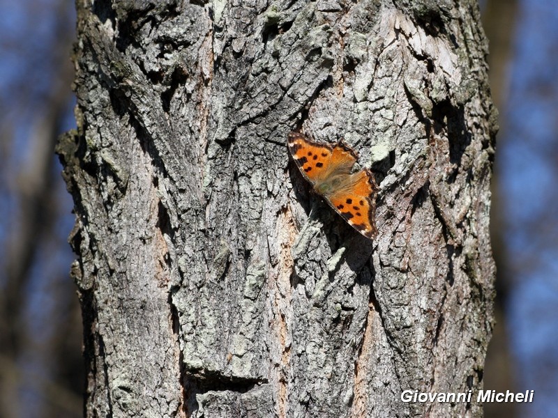 Parco del Ticino : 19/3/16